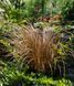 Осока Auburn 10 шт семена Takii Seeds Голландия 1978305092 фото 2