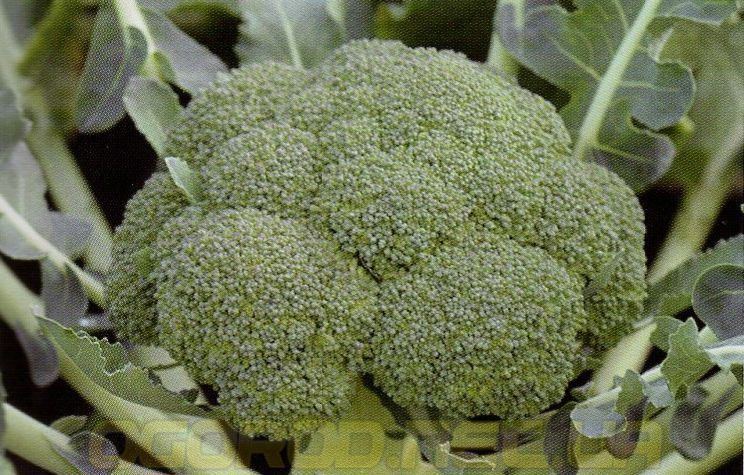 Монако F1 насіння капусти броколі Syngenta Голландія 2500 шт. 1003022378 фото