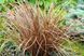 Осока Auburn 10 шт семена Takii Seeds Голландия 1978305092 фото 3