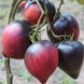 Сержант Пепперс 10 шт семена томата Breeding Seeds, США ПУРПУРНЫЙ 4567654 фото 2