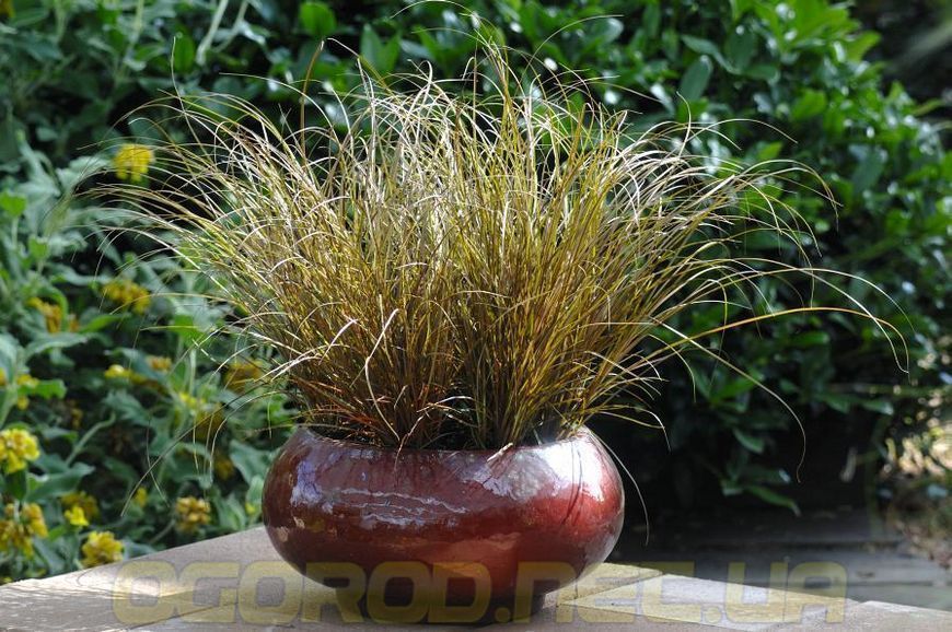 Осока Auburn 10 шт семена Takii Seeds Голландия 1978305092 фото