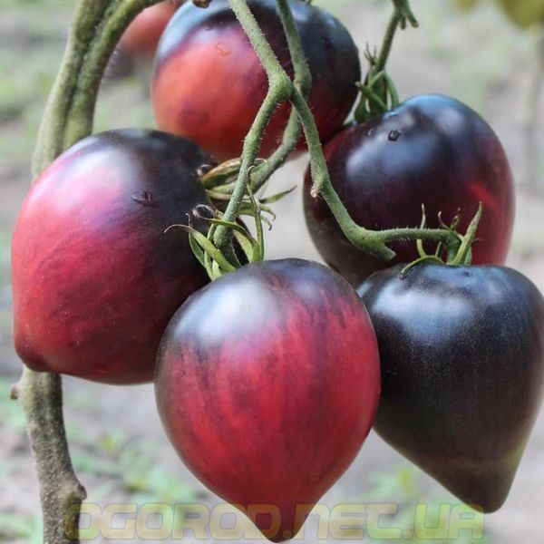 Сержант Пепперс  семена томата Breeding Seeds, США 250 шт Пурпурный 64567654 фото