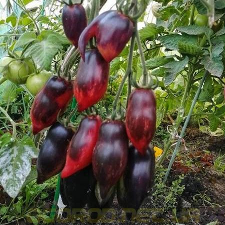 Гурман 10 шт семена томата Breeding Seeds, Италия 4563219 фото