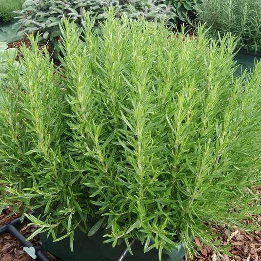ローズマリー Купить Розмарин Rosy Pro 10 шт HemGenetics Голландия 2398494352 в