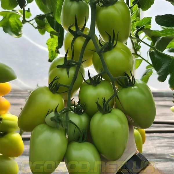 KS 221 F1 насіння томата Kitano Seeds, Голландія 100 шт ks221-100 фото