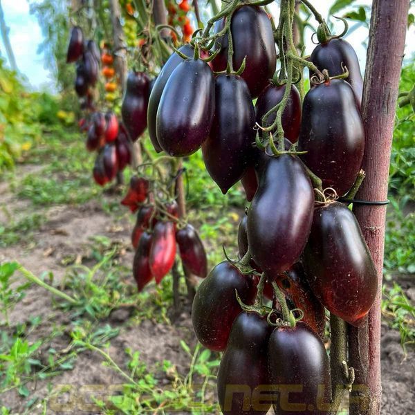 Гурман 10 шт семена томата Breeding Seeds, Италия 4563219 фото