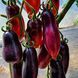 Гурман 10 шт семена томата Breeding Seeds, Италия 4563219 фото 1