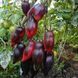 Гурман 10 шт семена томата Breeding Seeds, Италия 4563219 фото 3