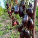 Гурман 10 шт семена томата Breeding Seeds, Италия 4563219 фото 2