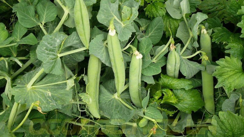 Мегасайз семена гороха Spark Seeds, США 100 грамм(~500 шт) ms-ss-100 фото