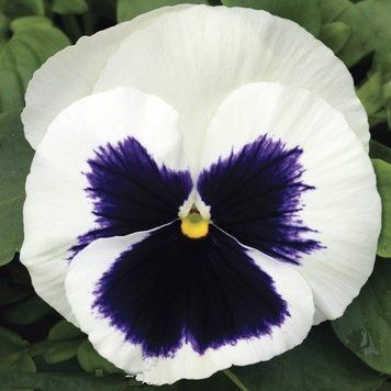 Виола Mammoth 10 шт Syngenta Голландия Glamarama White 1728378557 фото