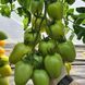 KS 221 F1 семена томата Kitano Seeds, Голландия 500 шт ks221-500 фото 3