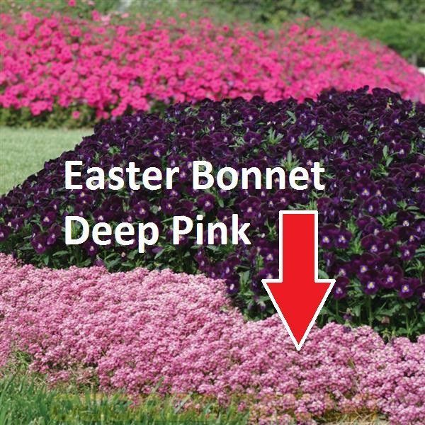 Аліссум Easter Bonnet Pan American США 1000 шт Deep Pink 1545925929 фото