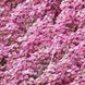 Аліссум Easter Bonnet Pan American США 1000 шт Deep Pink 1545925929 фото 1