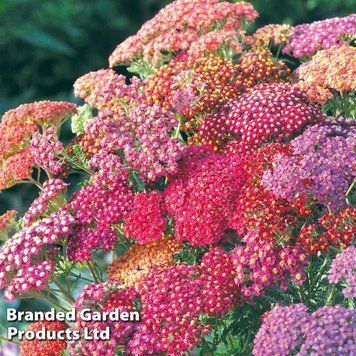 Тысячелистник Summer Berries 10 шт Takii Голландия 2074313212 фото