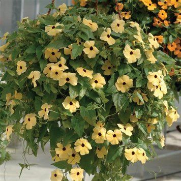 Тунбергия Susie 10 шт Pan American Yellow with Eye 1546014928 фото