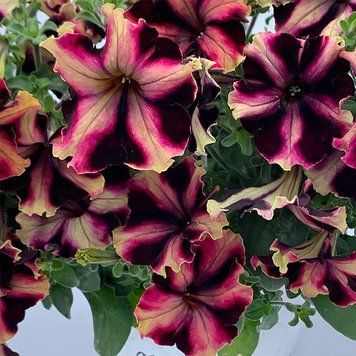 Can Can 10 шт семена петунии Farao Италия Harlequin Burgundy Yellow 2441732492 фото