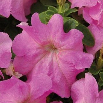 Насіння петунія Лімбо 1000 шт Hem Zaden Нідерланди Pink 1533842888 фото