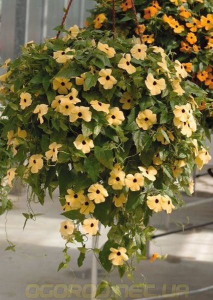 Тунбергия Susie 10 шт Pan American Yellow with Eye 1546014928 фото