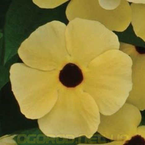 Тунбергия Susie 10 шт Pan American Yellow with Eye 1546014928 фото