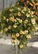 Тунбергия Susie 10 шт Pan American Yellow with Eye 1546014928 фото 4