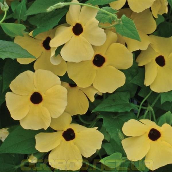 Тунбергия Susie 10 шт Pan American Yellow with Eye 1546014928 фото