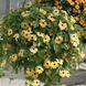 Тунбергия Susie 10 шт Pan American Yellow with Eye 1546014928 фото 1