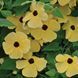 Тунбергия Susie 10 шт Pan American Yellow with Eye 1546014928 фото 2