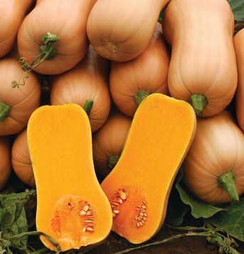 Волтгем Баттернат насіння гарбуза UniGen Seeds Італія 100 грамів 1667377273_100g фото