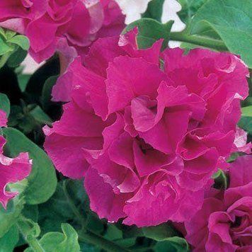 Семена петунии поштучно 10 шт, махровая Каскад Pink 1698846022 фото