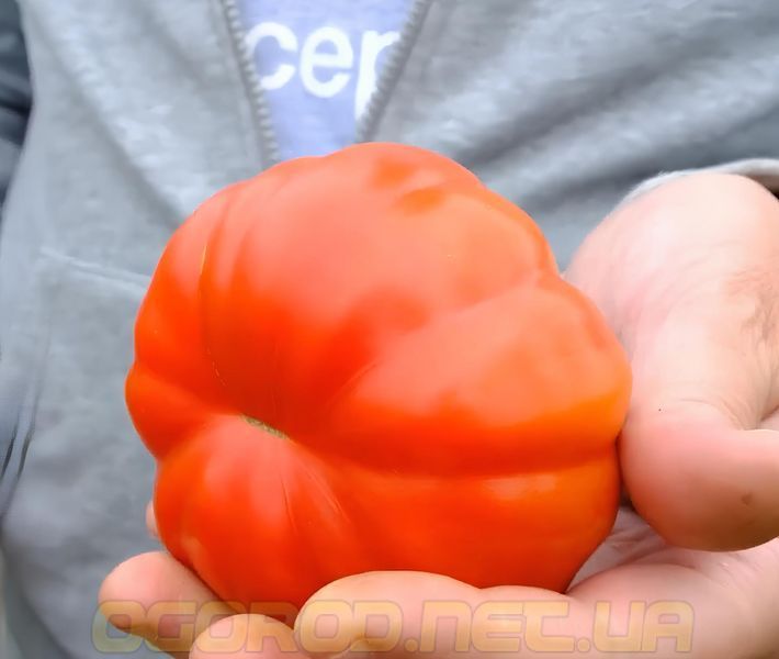 Марсалато F1 насіння томата Enza Zaden, Голландія 250 шт mars250 фото