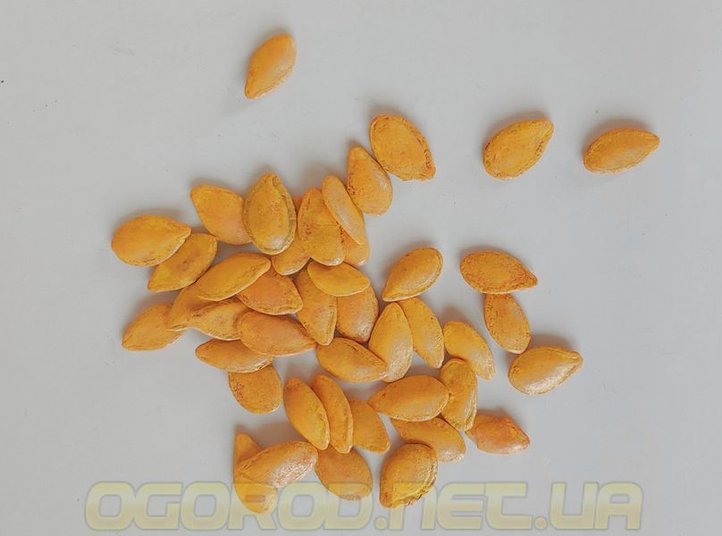 Волтгем Баттернат насіння гарбуза UniGen Seeds Італія 100 грамів 1667377273_100g фото