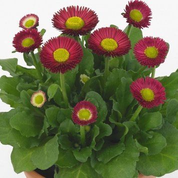 Маргаритка BellaDaisy 10 шт семена Benary Германия Red 1980130794 фото