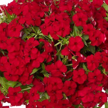 Флокс Beauty 5 г(багато) насіння від W. Legutko, Польща Scarlet flo002 фото