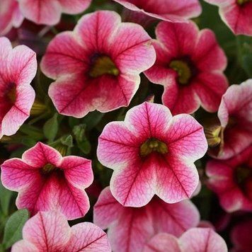 Калибрахоа 5 шт Pan American Crave Strawberry Star 1335384438 фото