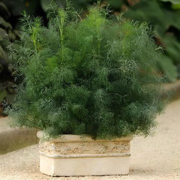Fernleaf 20 шт насіння кропу від PanAmerican Seed, США krip-20 фото
