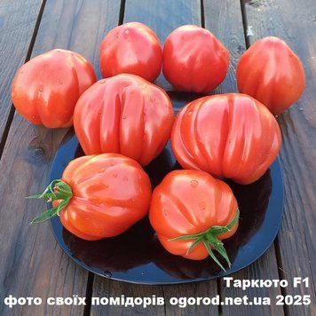 Таркюто F1 семена томата Enza Zaden Голландия 100 шт 2412482630 фото