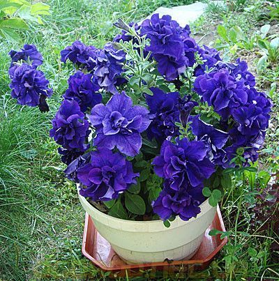 Насіння петунії поштучно 10 шт, махрова Double Cascade Blue 1315620473 фото