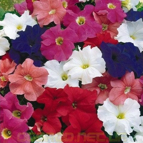 Насіння петунія TriTunia 1000 шт грандифлора Syngenta Mix 1055496126 фото