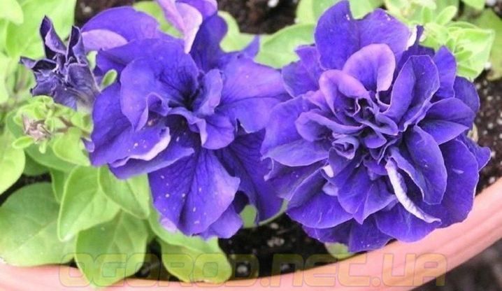 Насіння петунії поштучно 10 шт, махрова Double Cascade Blue 1315620473 фото