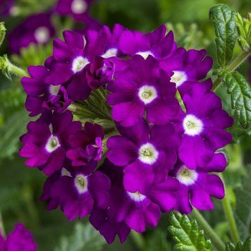 Ампельная вербена Obsession Cascade 5 шт Syngenta Голландия Purple Shades with Eye 1533882906 фото