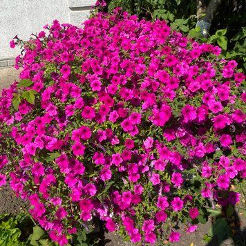 Петуния Garden Beauty F1 5 шт семена Farao, Италия 2444263492 фото