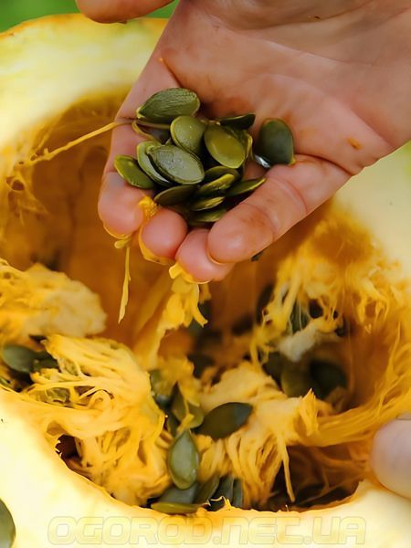 Голосемянная семена тыквы GL Seeds 3 г golo-gl-10 фото