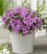 Смолёвка Silky 10 шт семена Hem Genetics, Голландия Pink silene фото 3