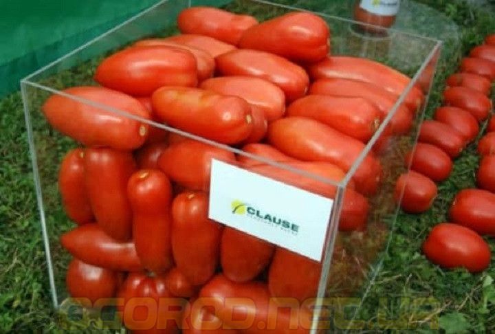 Айдар F1 семена сливки перцевидной Clause Франция 1000 шт 1699839376 фото