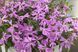 Смолёвка Silky 10 шт семена Hem Genetics, Голландия Pink silene фото 2