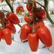 Айдар F1 семена сливки перцевидной Clause Франция 1000 шт 1699839376 фото 1