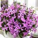 Смолёвка Silky 10 шт семена Hem Genetics, Голландия Pink silene фото 1