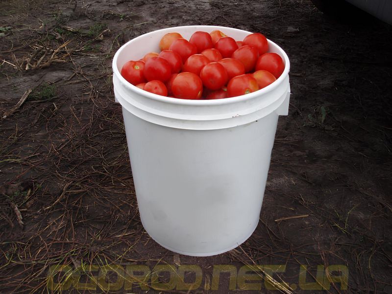 Шаста F1 10 шт насіння томату Spark Seeds, США sha-sp-10 фото