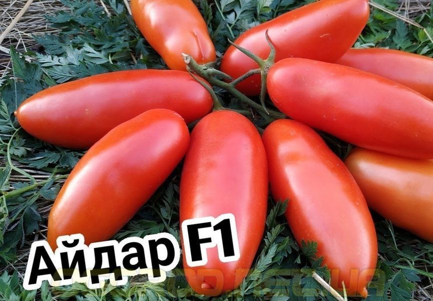 Айдар F1 семена сливки перцевидной Clause Франция 1000 шт 1699839376 фото